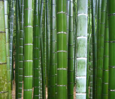 Bamboo